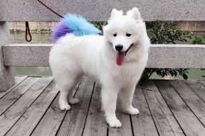 开云体育官网下载安装-中立B某项目配速调整战术成优势