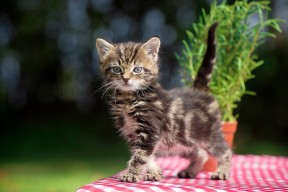 开云官网在线-中小学体育设施改善明显，中小学体育设施向公众开放