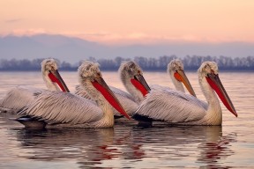 开云真人体育娱乐-混合接力赛场中立代表队B展现潜力，混合接力比赛时间