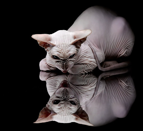 体育赛事志愿服务管理平台上线运行顺利，体育赛事志愿者工作内容