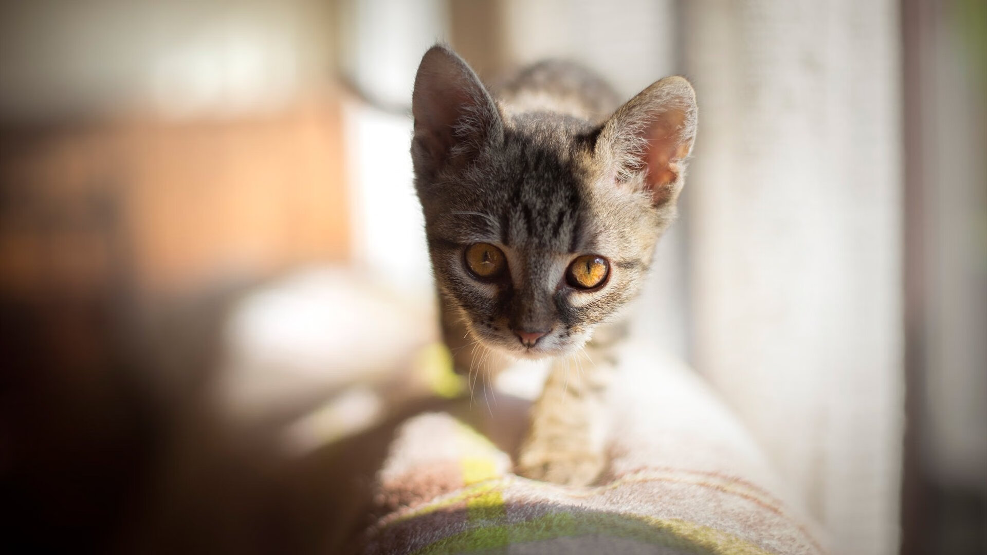 教练是否在赛前根据数据模型制定多套进攻预案,在比赛中,教练员会根据现场比赛的变化